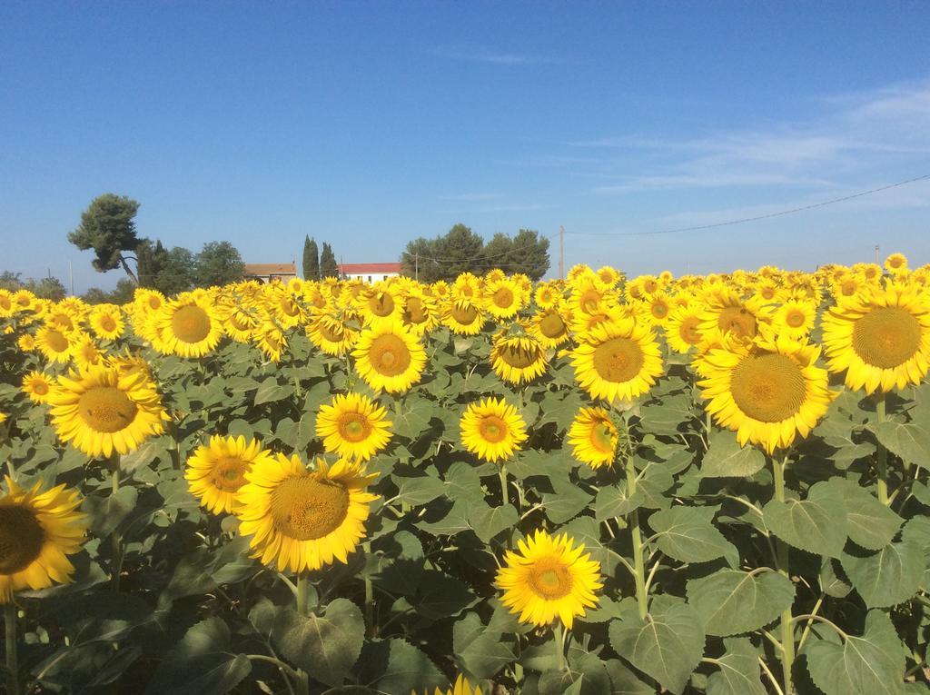 Podere Girasoli Piombino Exterior foto